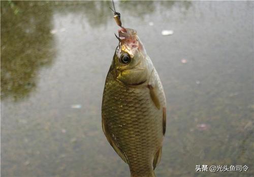 草洞釣鯽魚用鉤技巧 秋冬季草洞釣鯽魚水多深魚多