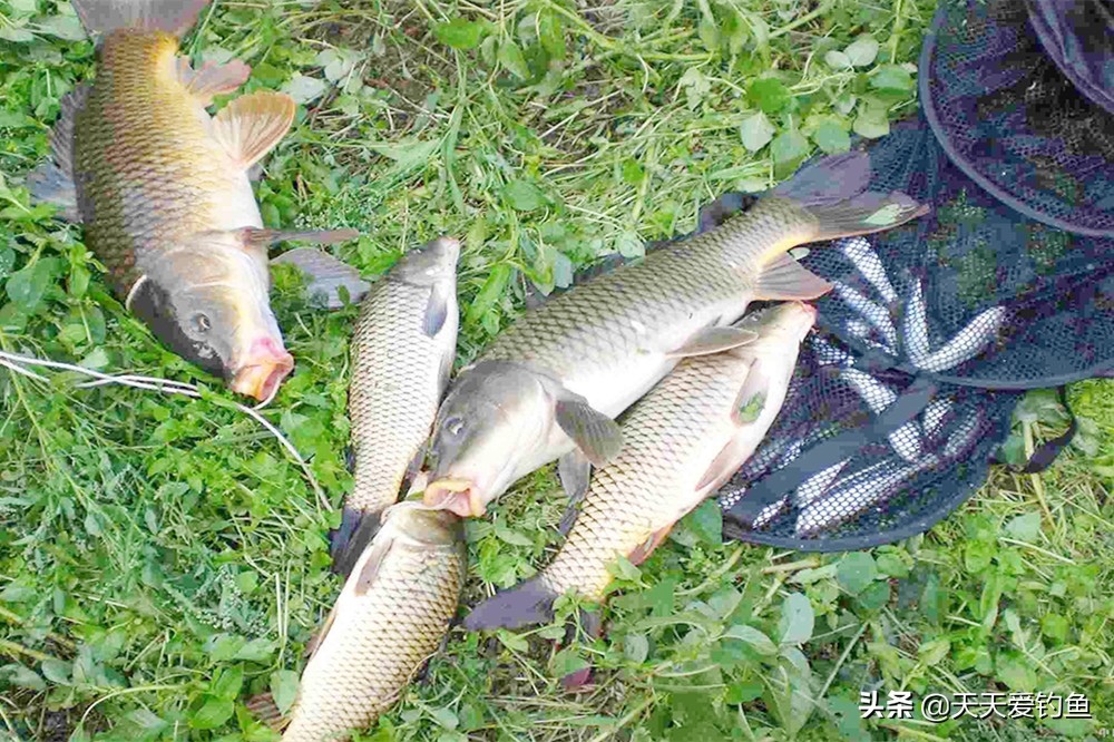 什麼時候釣魚最好釣 夏天野釣黑坑的最佳時間