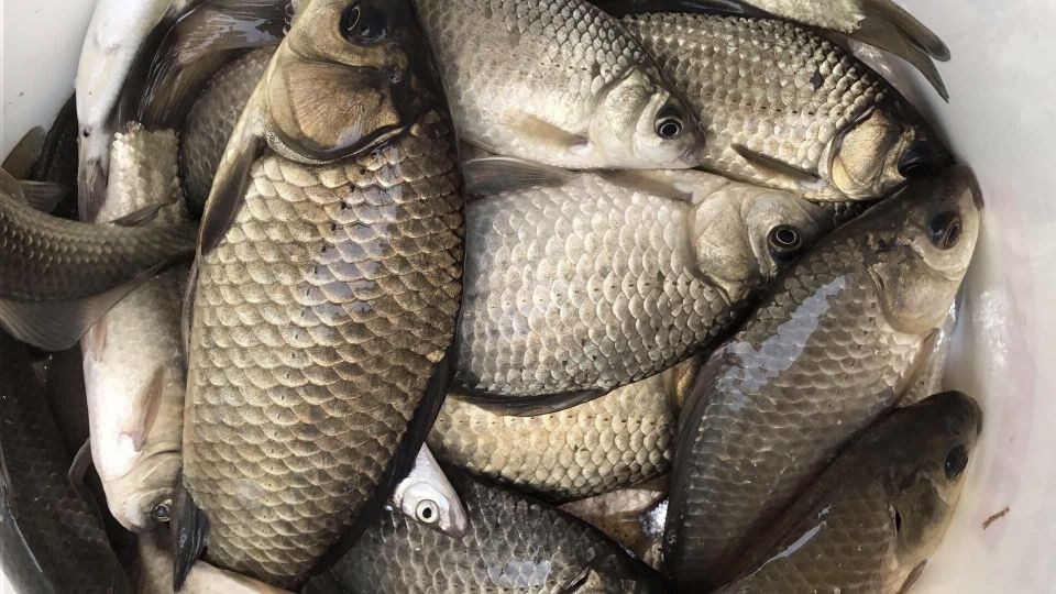 冬季釣鯽魚怎麼調漂最合適 野釣鯽魚輕口滑口調漂技巧
