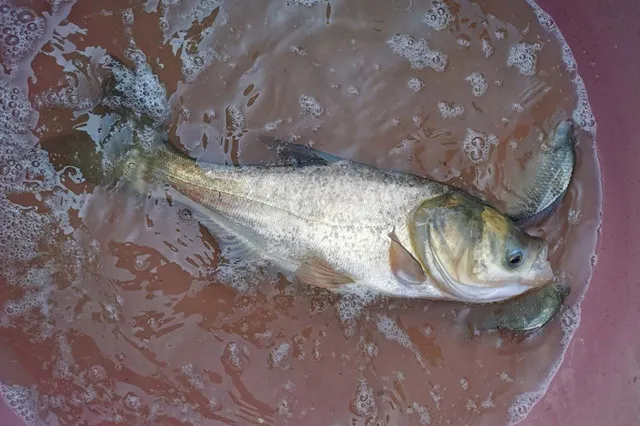 白鰱魚吃什麼飼料 白鰱魚喂什麼飼料長得快