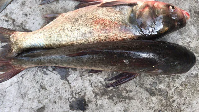 白鰱魚吃什麼飼料 白鰱魚喂什麼飼料長得快