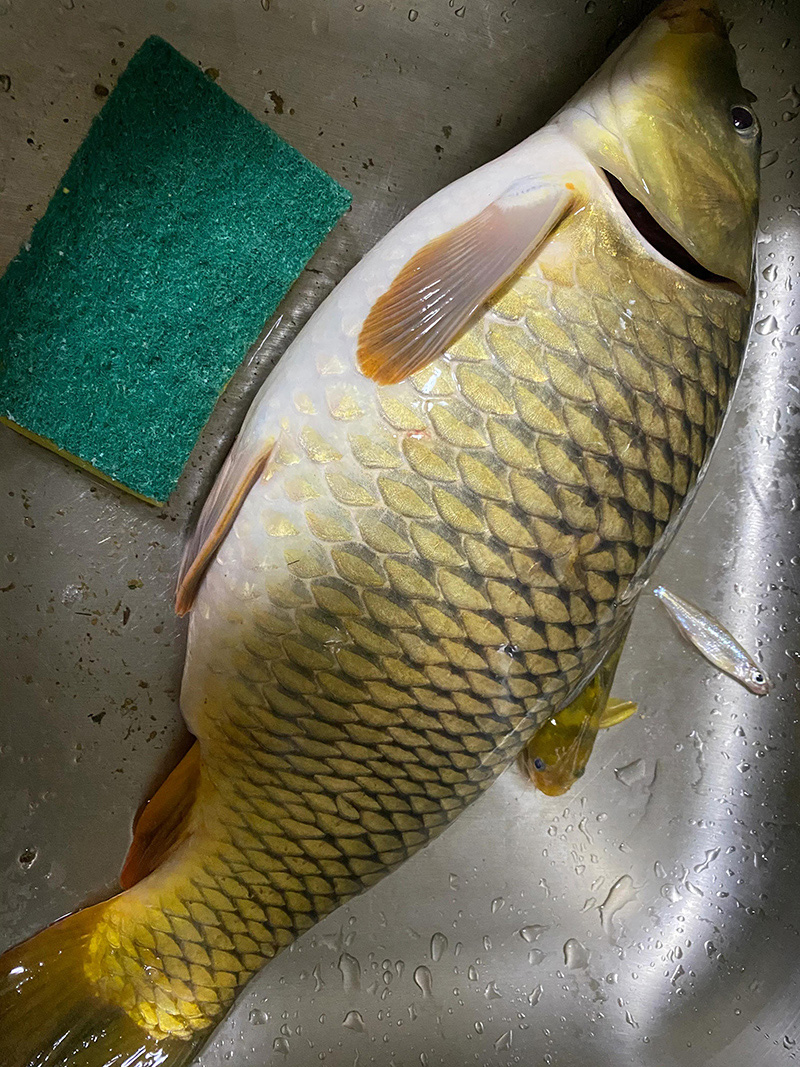 冬天怎麼釣鯉魚最快 冬季用什麼餌料釣鯉魚最好