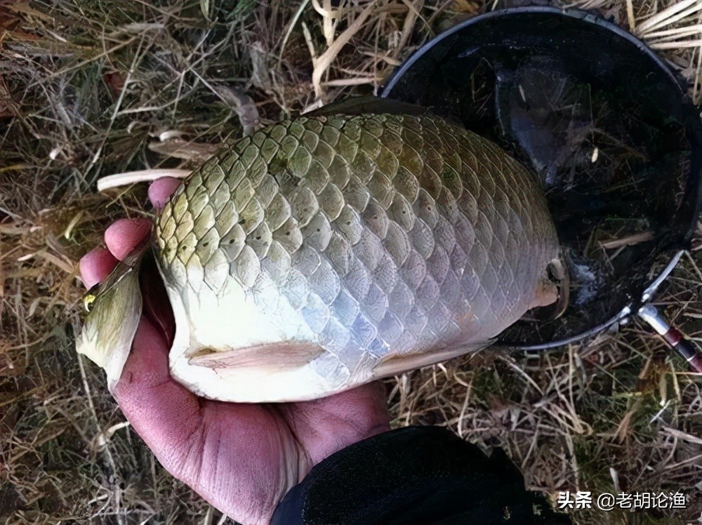 鯽魚釣餌最佳配方 民間專釣鯽魚的餌料配方