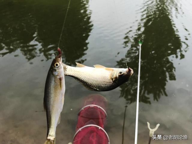 鯽魚釣餌最佳配方 民間專釣鯽魚的餌料配方