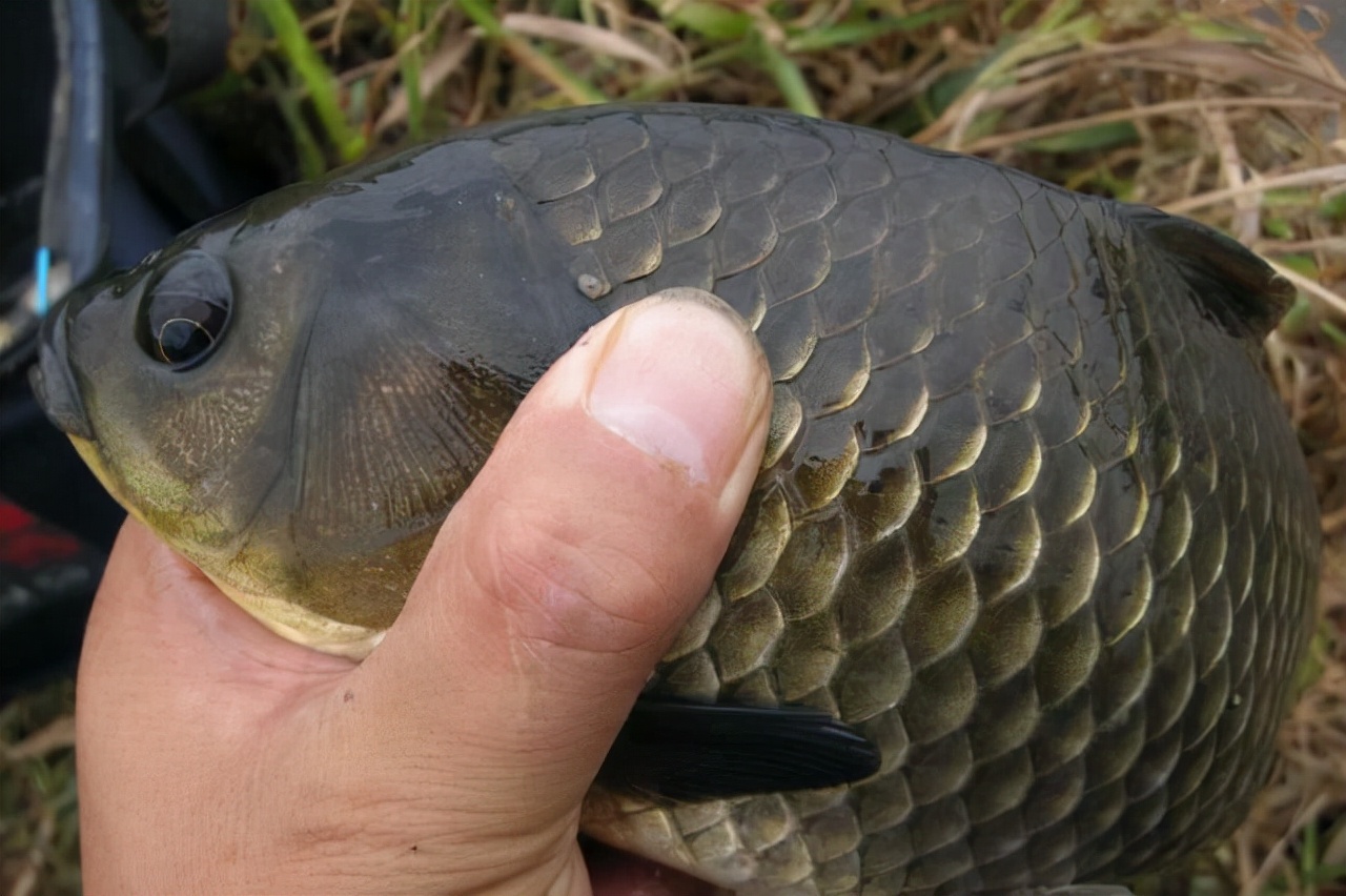 釣鯽魚用什麼小藥效果最好 野釣鯽魚用哪種釣魚小藥