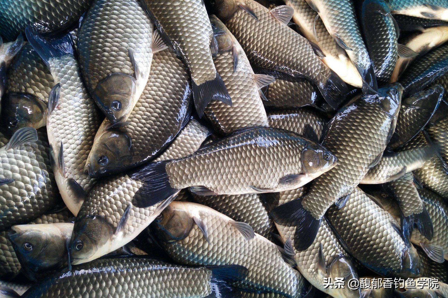 春季釣鯽魚用什麼味型餌料 春季野釣鯽魚用什麼味型窩料