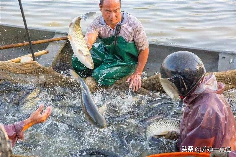 什麼品種鯽魚最好 鯽魚哪個品種感好最好吃