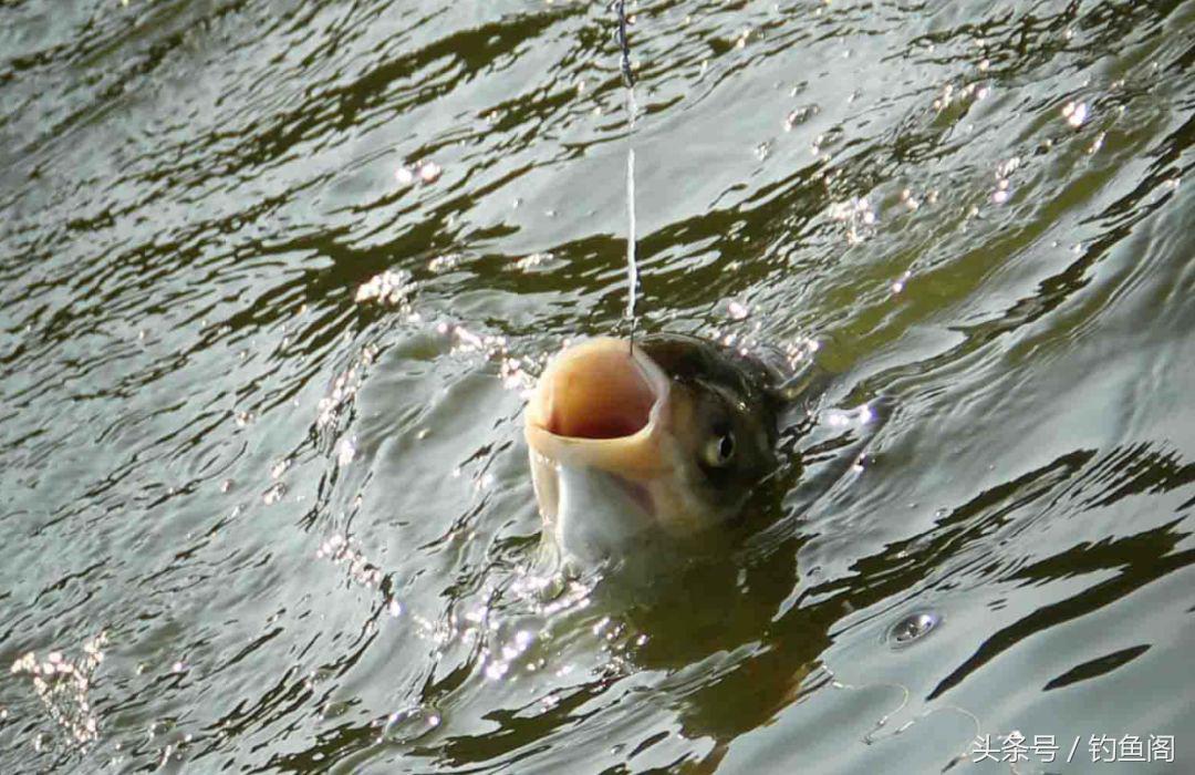 釣鰱鳙怎麼調漂 野釣花鰱魚詳細調漂教學