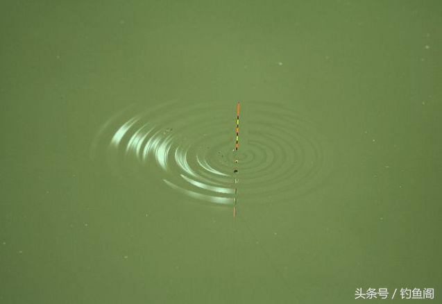 釣鰱鳙怎麼調漂 野釣花鰱魚詳細調漂教學