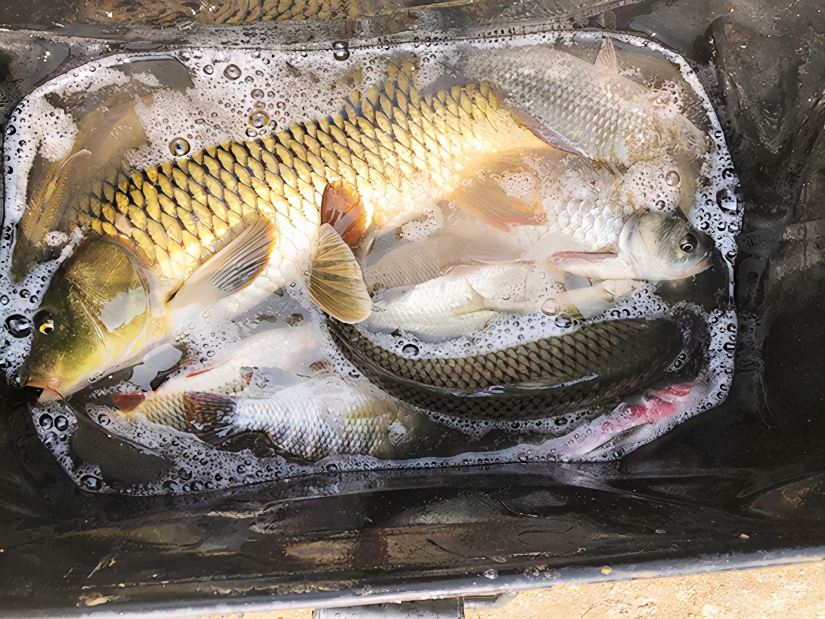 釣鯉魚用什麼鉤好 水庫釣鯉魚什麼鉤最好用