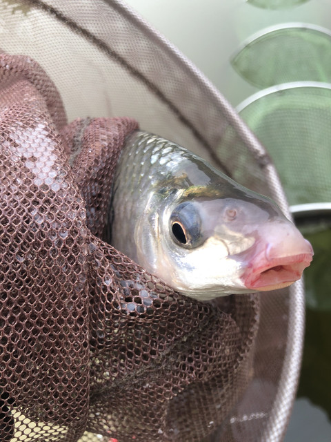 釣土鯪魚用什麼餌料最好 野釣鯪魚最佳餌料配方