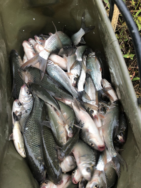 釣土鯪魚用什麼餌料最好 野釣鯪魚最佳餌料配方