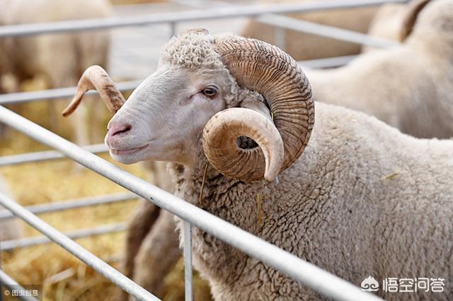 養綿羊如何降低節省成本 2023年養綿羊前景如何