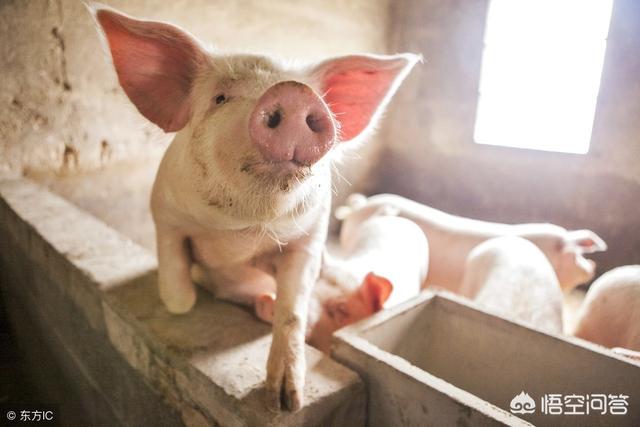 冬季怎麼預防生豬疾病 秋冬季節豬場容易發生哪些疾病