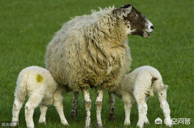 缺奶羔羊如何護理和喂養 羔羊缺奶補飼的日常小技巧