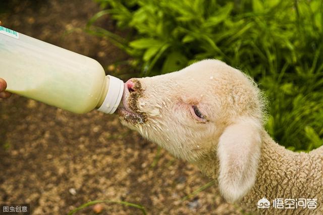 缺奶羔羊如何護理和喂養 羔羊缺奶補飼的日常小技巧