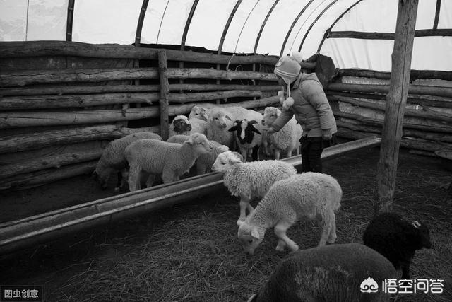 養綿羊50隻母羊能賺錢嗎 新手自己繁育養一年利潤多少