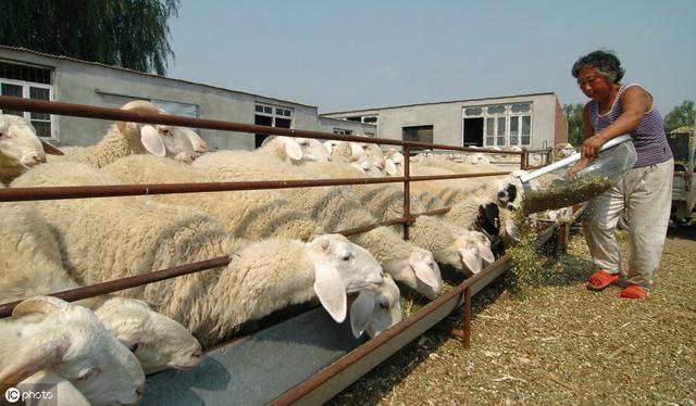 養殖什麼品種的羊利潤高 2023年羊的養殖前景怎麼