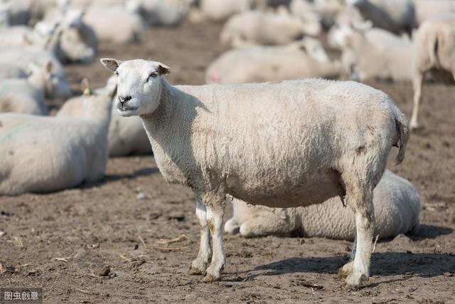 怎麼判斷母羊配種是否成功 如何使羊的配種更有效