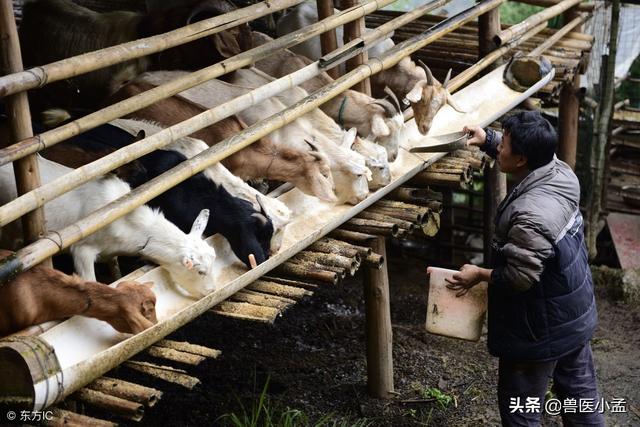 冬季喂養牛羊飼料好還是幹草好 種什麼牧草給牛羊吃好