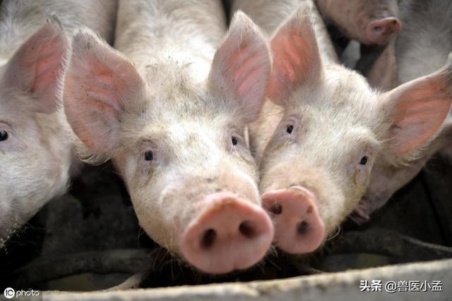 250斤豬高熱需要多少退燒藥 豬反復高燒需要打什麼藥