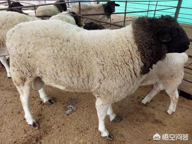 冬季養牛羊喂幹草還是飼料 幹草怎麼喂牛羊最好