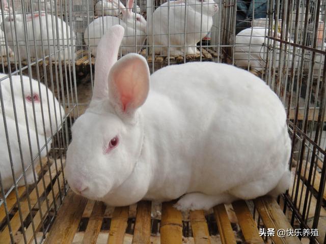 5斤的兔子喂多少飼料合適 兔子一天需要多少飼料