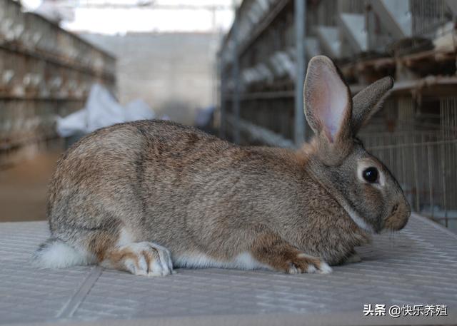 5斤的兔子喂多少飼料合適 兔子一天需要多少飼料