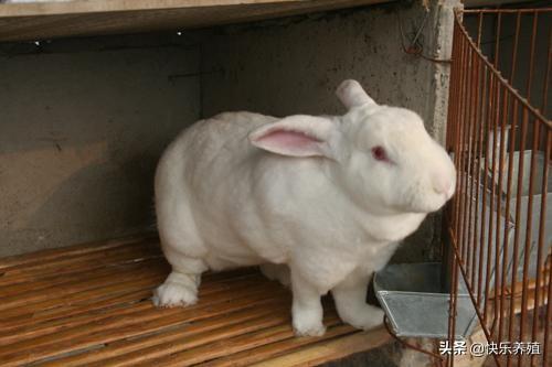 母兔繁殖籠一般多大合適 母兔生產籠標準尺寸多少厘米
