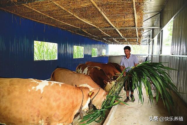 養牛自己種草劃算嗎 每畝400包地種草養牛能掙錢嗎