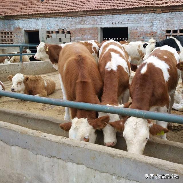 市場牛犢價格多少錢一頭 各地不同品種的牛犢價格