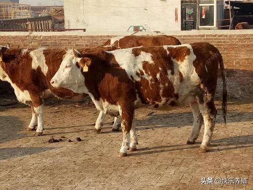 市場牛犢價格多少錢一頭 各地不同品種的牛犢價格