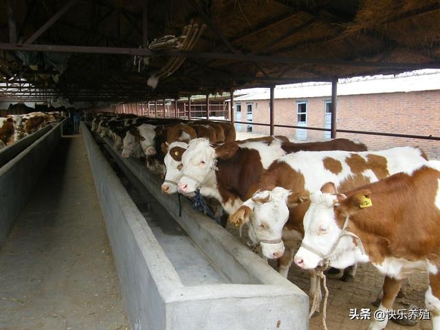 投資養牛場需要多少資金 開辦養牛場初期要註意什麼