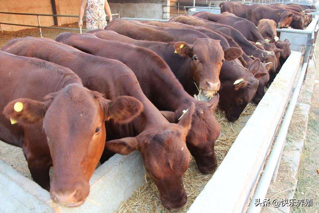 2023農村養牛賺錢嗎 養多少頭牛一年掙十萬