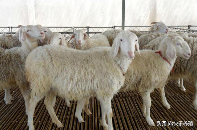 農村養羊有什麼竅門 回老傢新手養羊要註意哪些方面