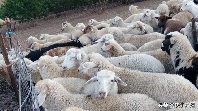 一般養羊都需要什麼基礎 養多少隻羊一年能賺10萬