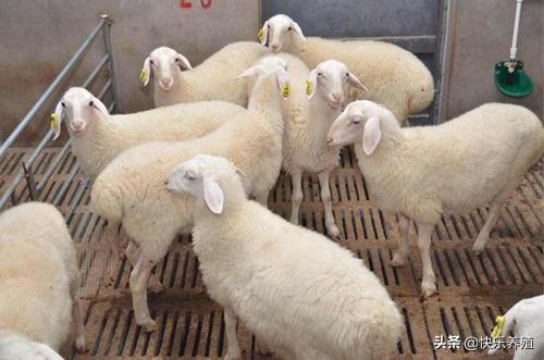 最適合農村圈養的羊品種 養羊哪個品種效益好