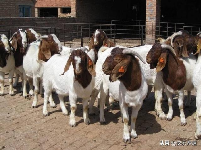 最適合農村圈養的羊品種 養羊哪個品種效益好