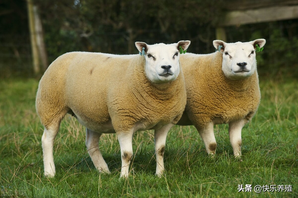 2023年羊價會漲還是落價 預測未來三年羊市行情