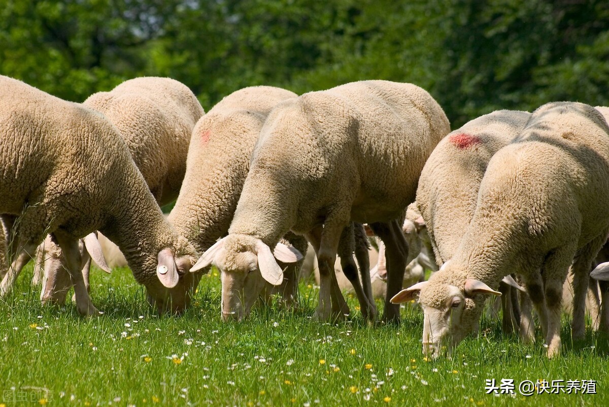 2023年羊價會漲還是落價 預測未來三年羊市行情
