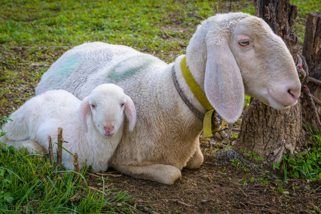 母羊產後不吃東西怎麼辦 生完小羊的母羊不吃食吃什麼藥