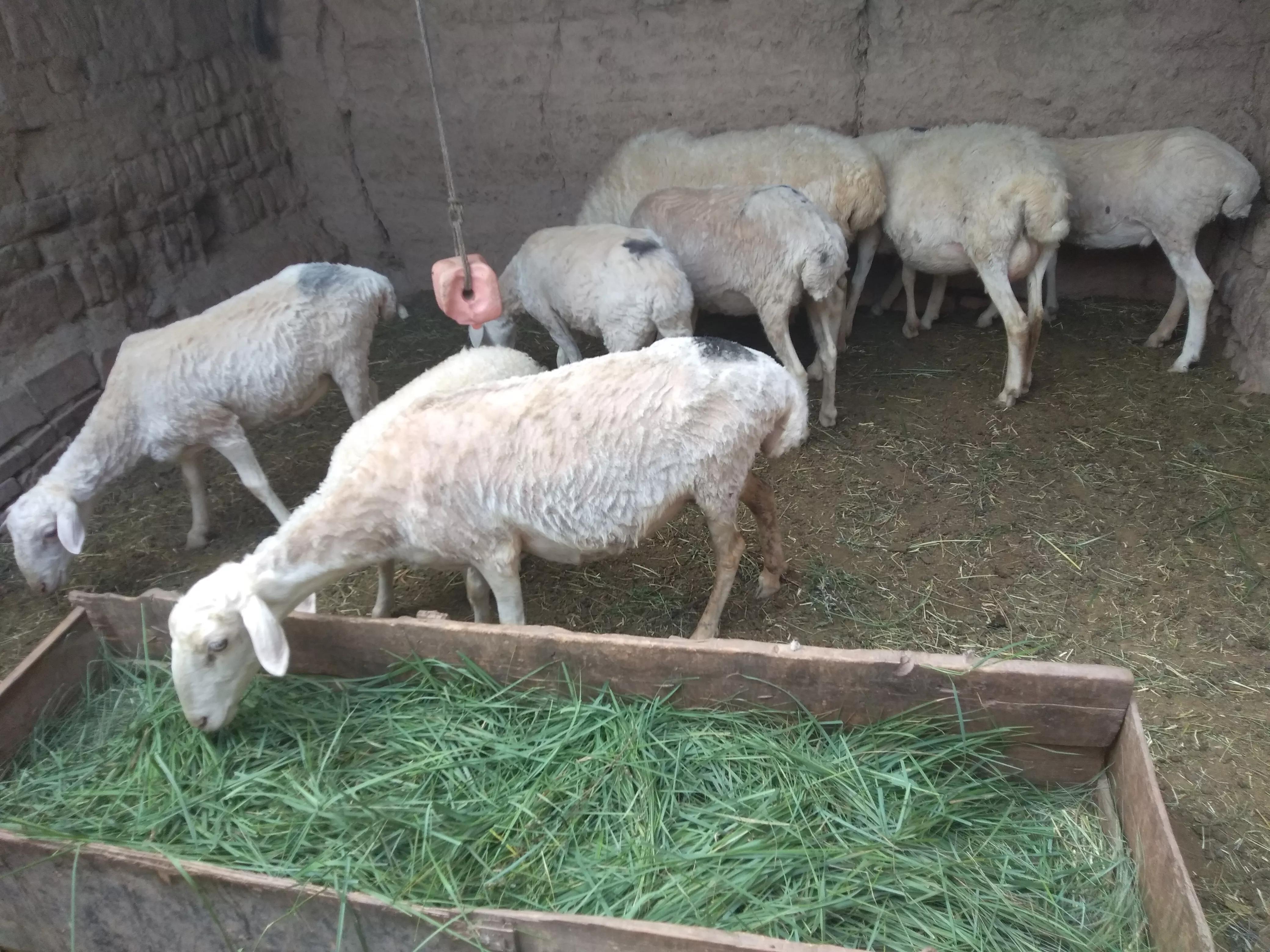 新手怎麼開始養羊 新手規模化養羊需要註意什麼