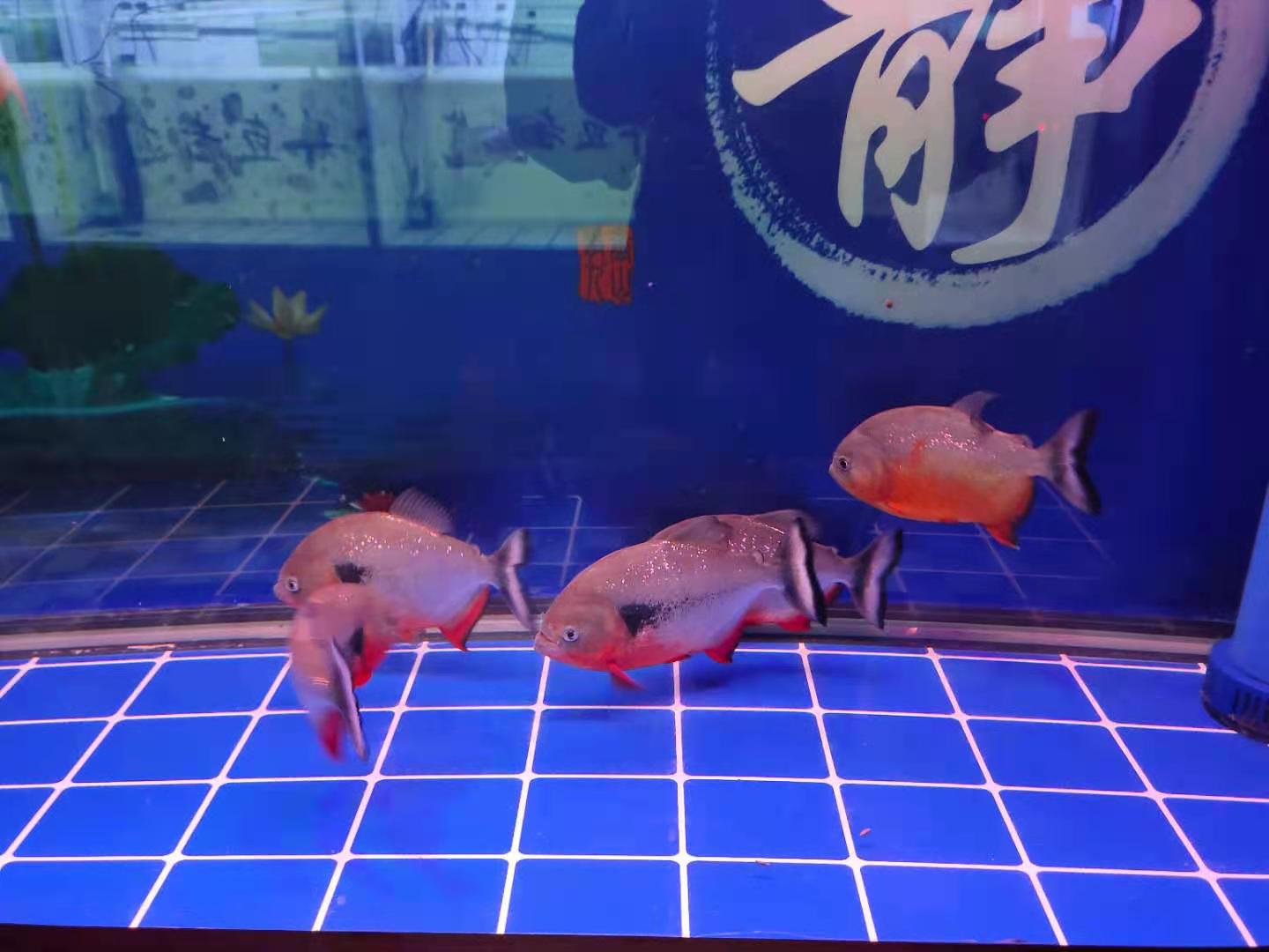 金魚怎麼喂食才合理 金魚幾天喂一次才是正確的喂食方法