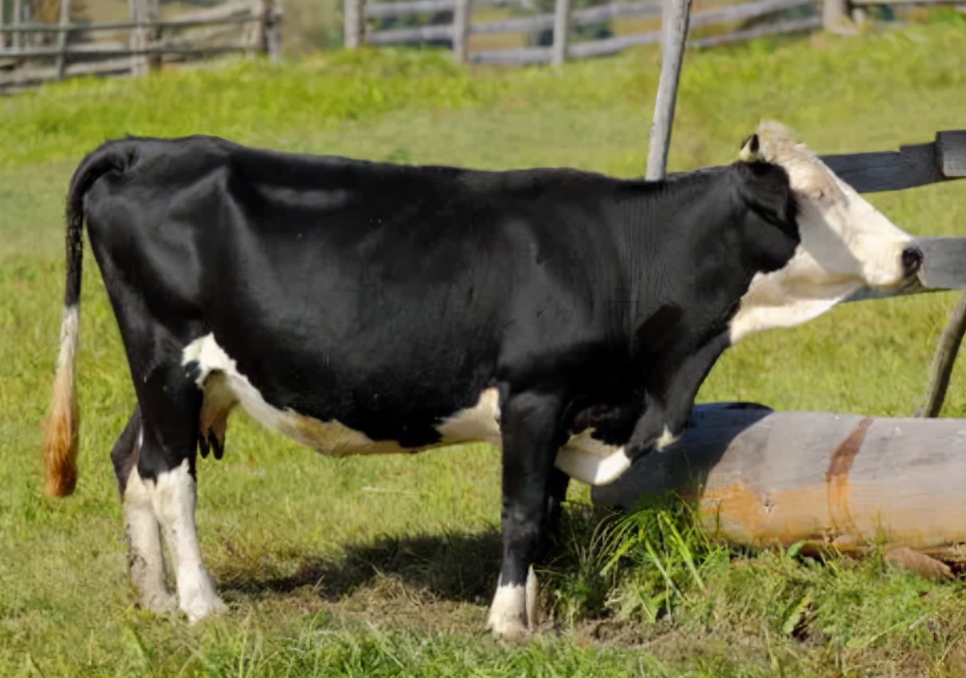 牛懷孕幾個月生產怎麼算 牛的妊娠期一般正常是多少天