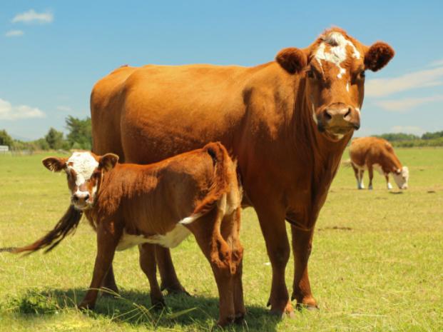 牛吃什麼長得快肥得快 農村養育肥牛喂什麼飼料長得胖
