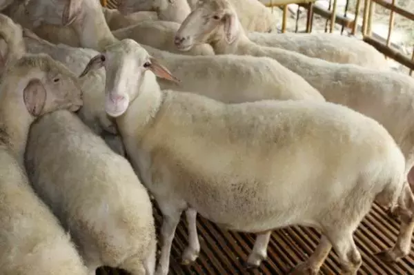 怎麼判斷母羊肚子裡有幾隻羊 羊羔在母羊肚子的哪個位置