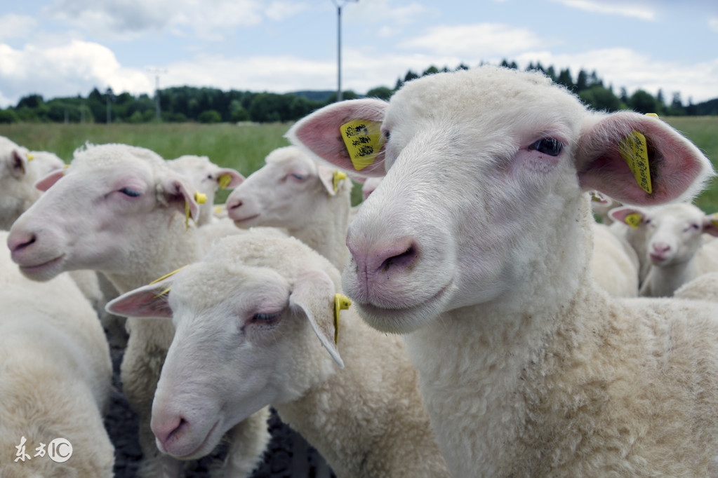 怎麼判斷母羊肚子裡有幾隻羊 羊羔在母羊肚子的哪個位置