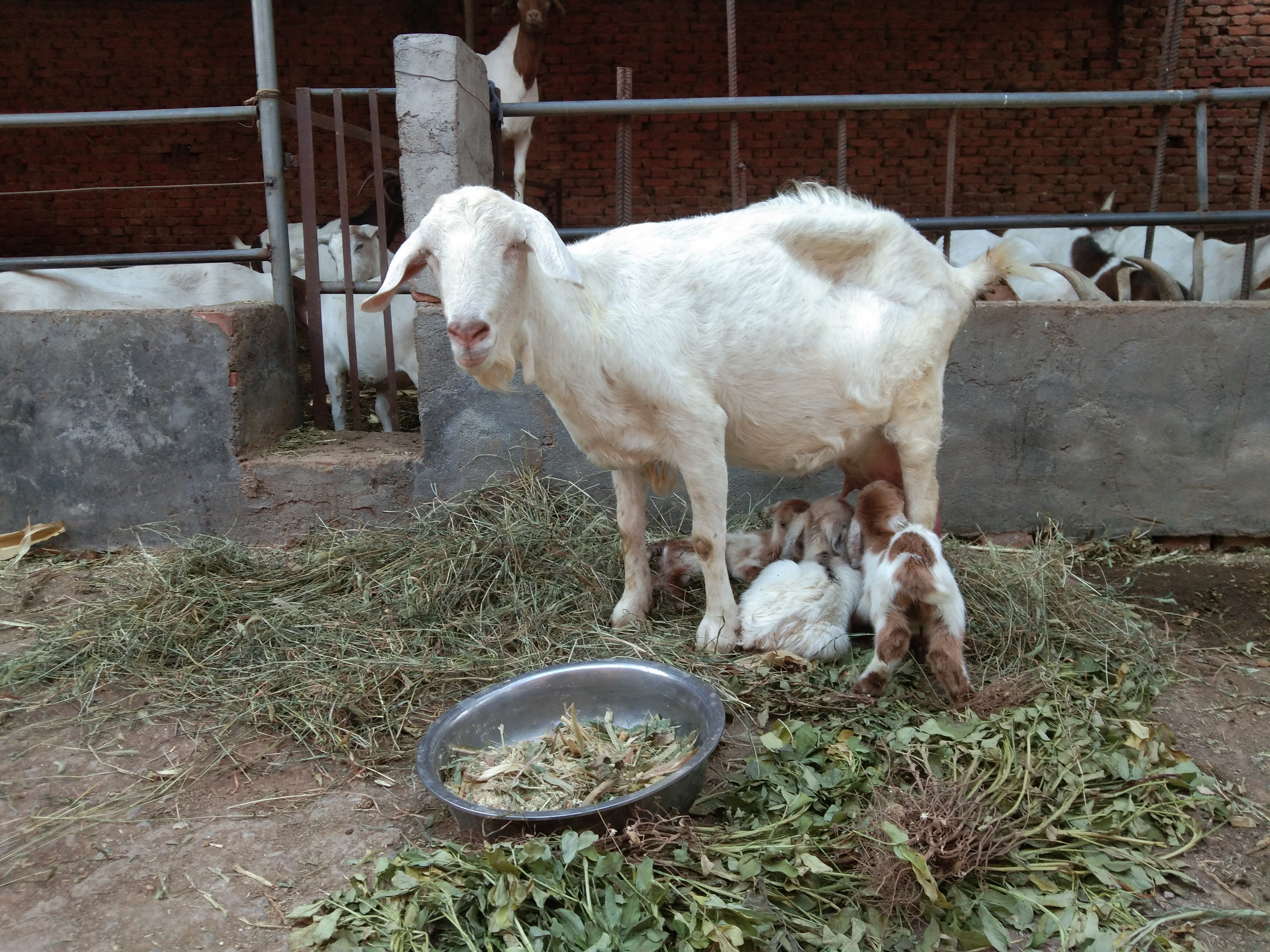剛出生的小羊羔人工怎麼喂養 初生羔羊如何人工喂養