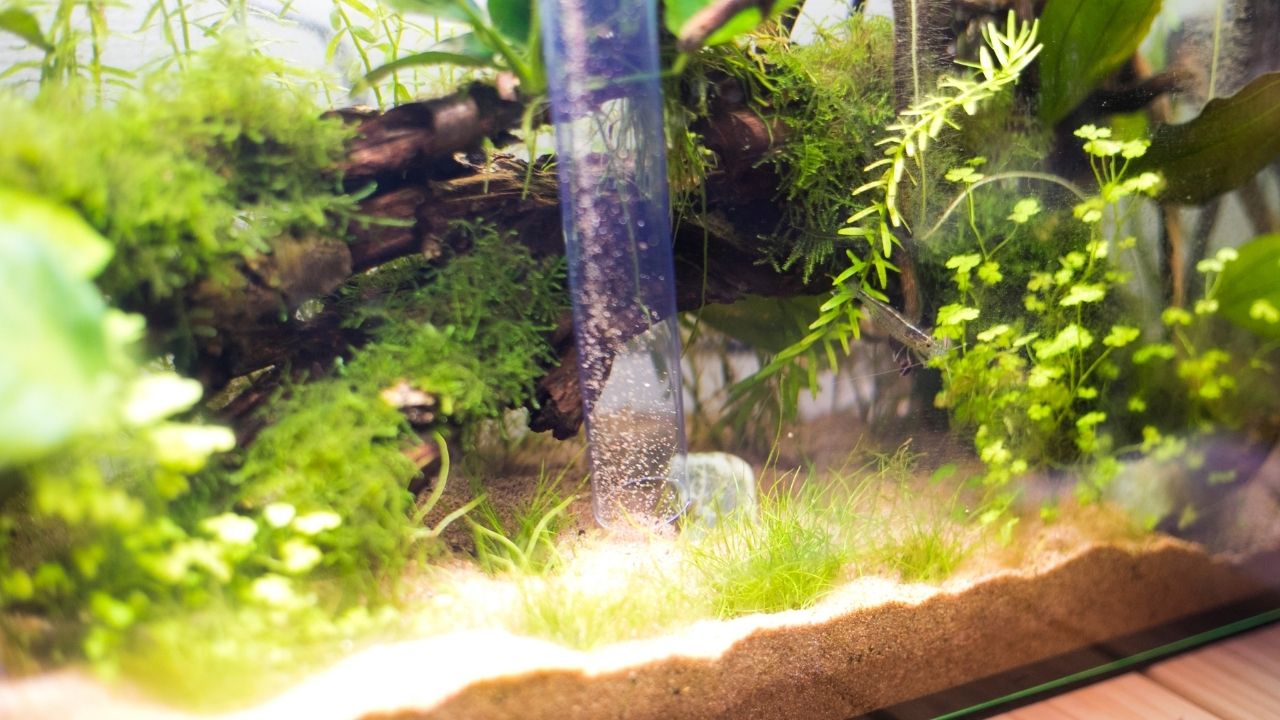 金魚換水的正確方法 用什麼方法給熱帶觀賞魚換水