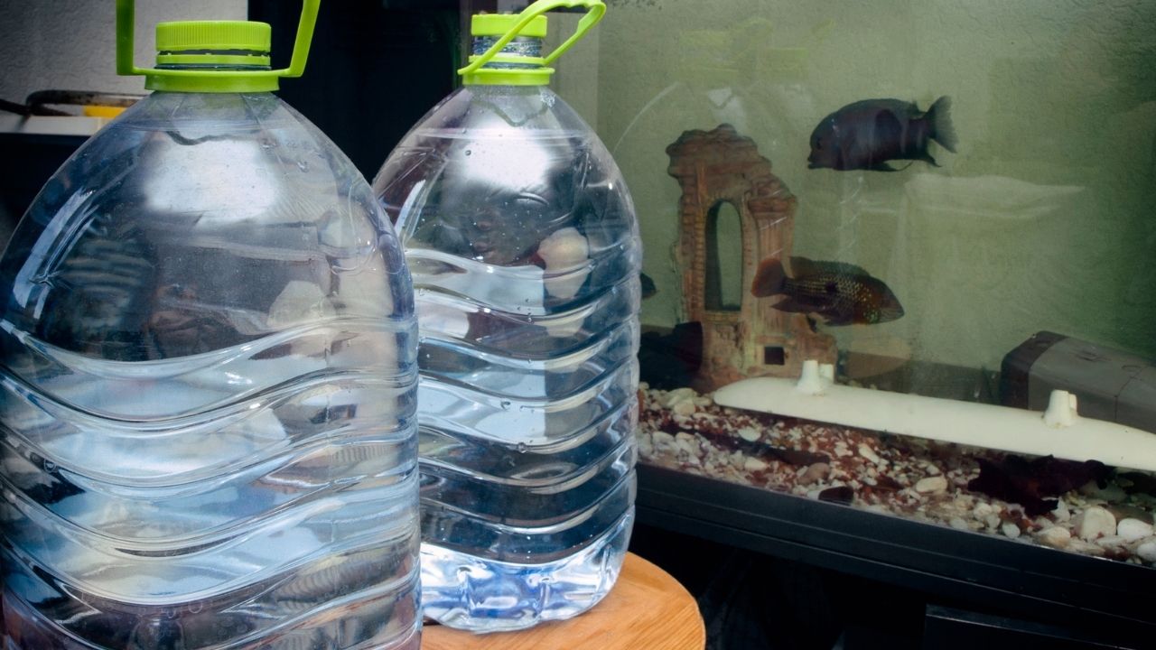 金魚換水的正確方法 用什麼方法給熱帶觀賞魚換水